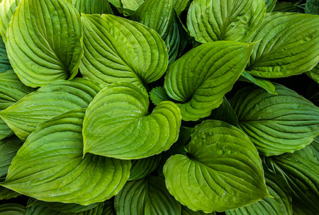 green leaves of plants in the garden. textureの写真素材