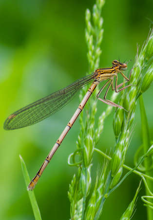 dragonfly on a green leaf in summer near the riverの写真素材