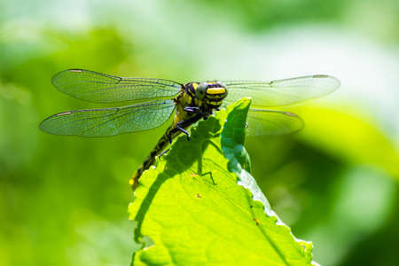 dragonfly on a green leaf in summer near the riverの写真素材