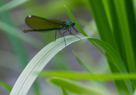 dragonfly on a green leaf in summer near the riverの写真素材