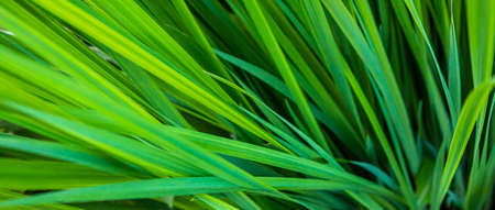 green leaves of plants in the garden. textureの写真素材