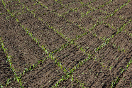 field with corn in spring. Parposts of plants began to grow in a straight line. Field of an...
