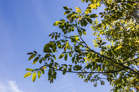 Walnut tree branches with green leaves on sky background in sunny weather