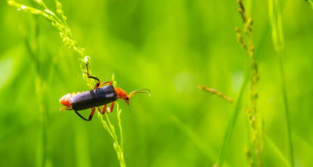 red and black beetle on a green leaf in summerの写真素材