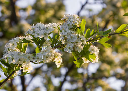 white hawthorn flowers close up in the grass. sunny day