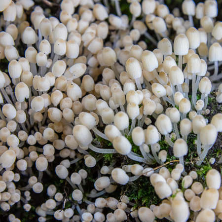 mushroom in the natural environment in the forestの写真素材