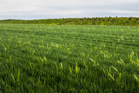 spikelets of green rye grow in the field of the farm in summer