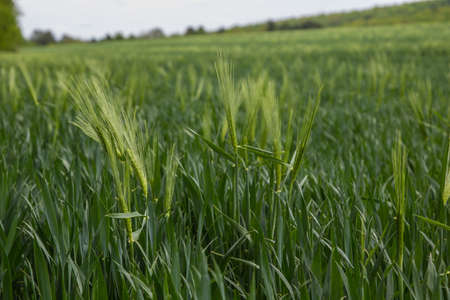 spikelets of green rye grow in the field of the farm in summer