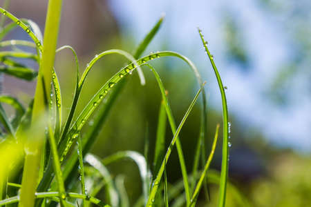 grass with water drops close up on a green background. Summer.