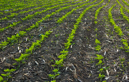 in the field of the farm sunflower sprouts grow in the spring
