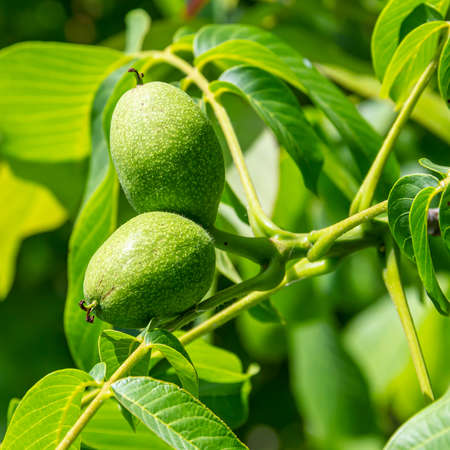 walnut grows on tree branches. summer, sunny day, villageの写真素材
