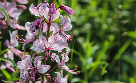 dictamnus. Pink-purple flowers bloom in the wild in drops of dew under sunlightの写真素材