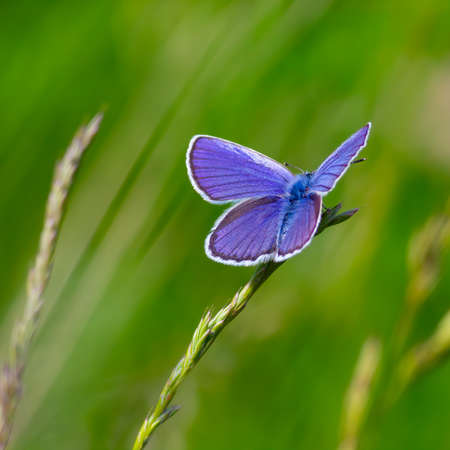 blue butterfly sitting on the green grass in the field. summer sunny dayの写真素材