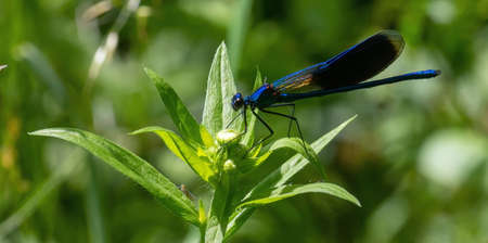 dragonfly on a green background. summer sunny day. close upの写真素材