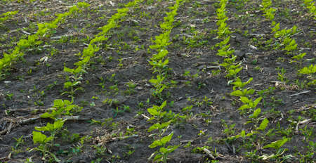 in the field of the farm sunflower sprouts grow in the spring