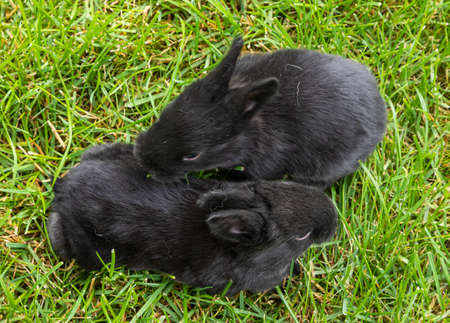 little black rabbits in the green grassの写真素材