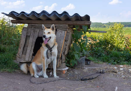 the dog is tied with a chain near the kennel. Sad rural picture.の写真素材