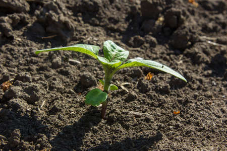 in the field of the farm sunflower sprouts grow in the spring
