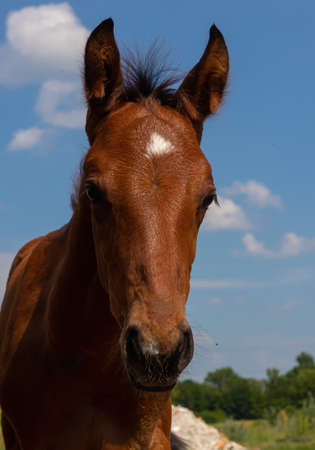 head of a brown horse close up. countryside. summer.の写真素材