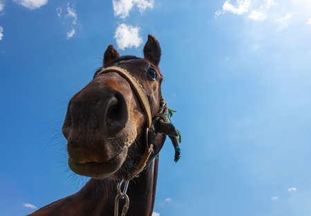 head of a brown horse close up. countryside. summer.の写真素材