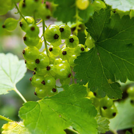 unripe red currants in the garden. summer sunny day. close upの写真素材