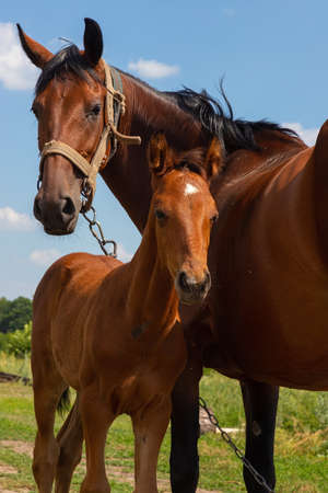 stallion with a mare grazing in a meadow. countryside. summer.の写真素材