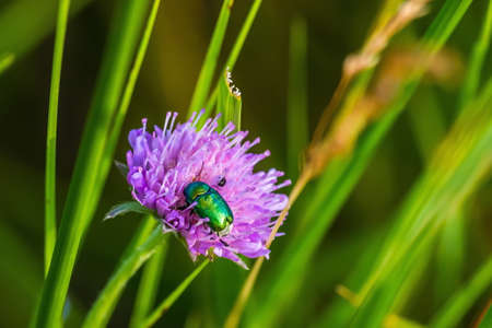 insect in the wild, grass sun, summer day