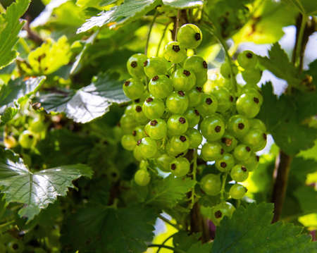 unripe red currants in the garden. summer sunny day. close upの写真素材