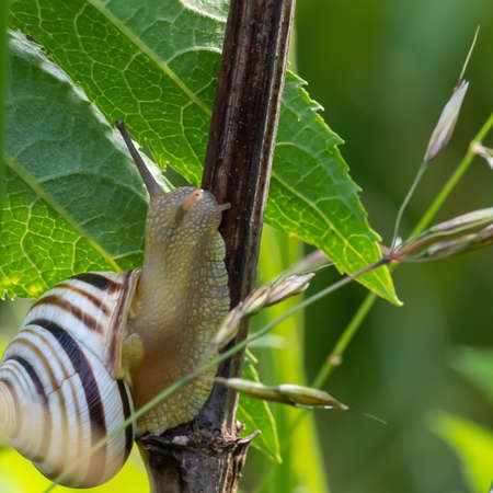 snail on green grass on a sunny summer dayの写真素材