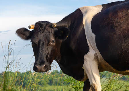 Cow grazes on a pasture in summer against the skyの写真素材