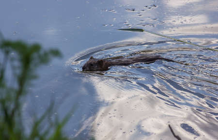 muskrat floats on water. the water reflects the skyの写真素材