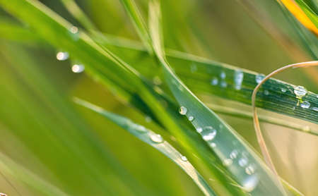 background of green grass with blurred dew, summer dayの写真素材