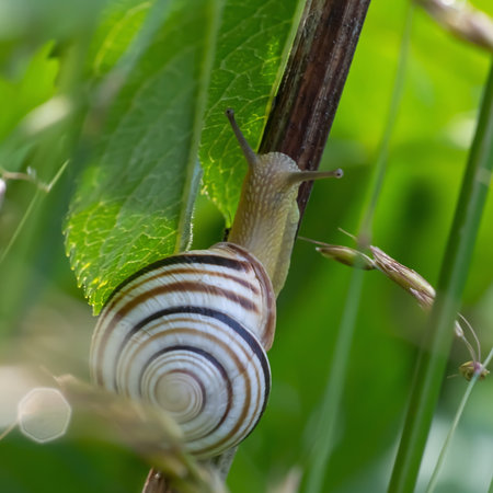 snail on green grass on a sunny summer dayの写真素材
