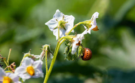 Colorado potato beetle and red larva crawling and eating potato leaves.の写真素材