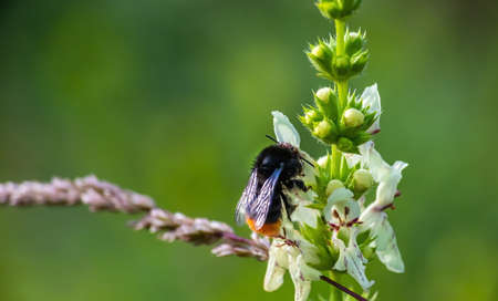 insect in the wild, grass sun, summer dayの写真素材