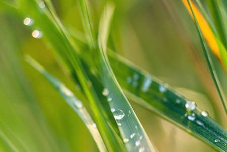 background of green grass with blurred dew, summer dayの写真素材
