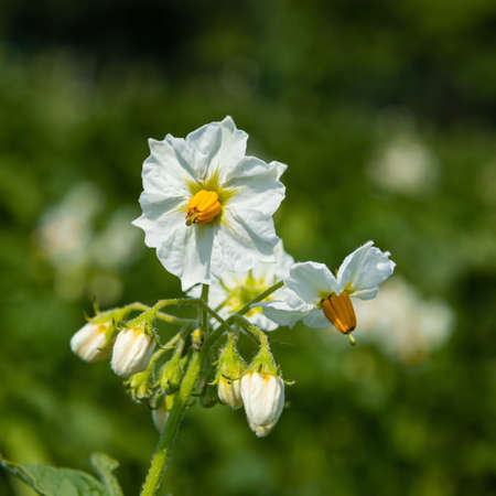 Flowering of growing potatoes. Large white potato flower with fresh green leavesの写真素材
