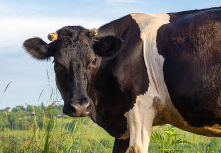 Cow grazes on a pasture in summer against the skyの写真素材