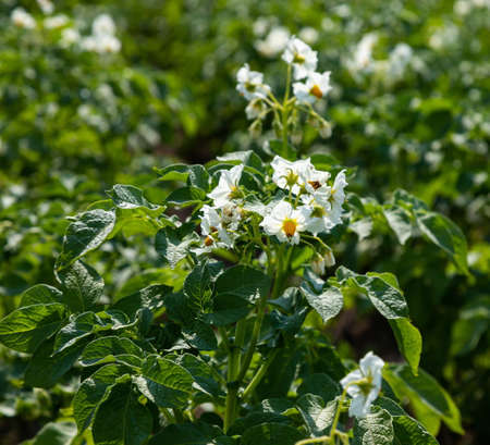 Flowering of growing potatoes. Large white potato flower with fresh green leavesの写真素材