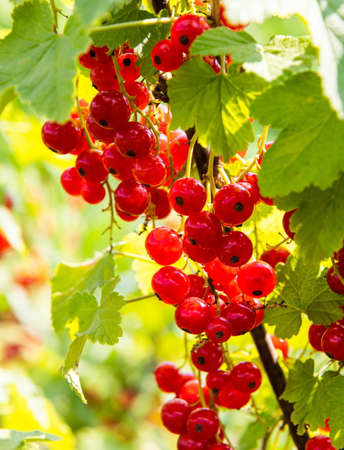 Branch with red currant berries on berry bush in garden. Summer season fruits on sunlightの写真素材