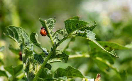 Colorado potato beetle and red larva crawling and eating potato leaves.の写真素材