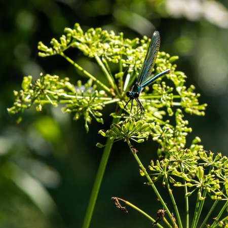 dragonfly on the grass near the river in the summer dayの写真素材