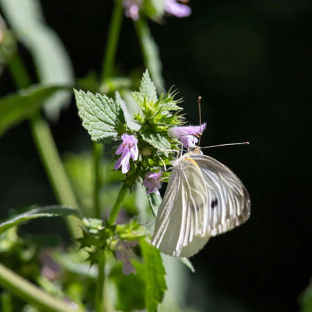 butterfly on a background of green grass in the summer day sunlightの写真素材