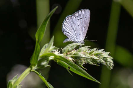 butterfly on a background of green grass in the summer day sunlightの写真素材