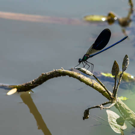 dragonfly on the grass near the river in the summer dayの写真素材