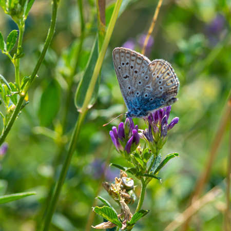 butterfly on a background of green grass in the summer day sunlightの写真素材