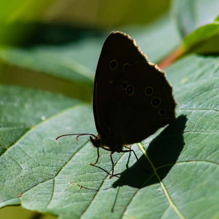 butterfly on a background of green grass in the summer day sunlight
