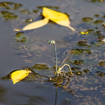 dragonfly on the grass near the river in the summer dayの写真素材