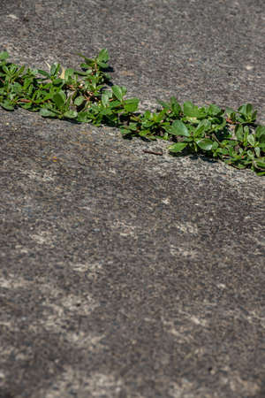 green plants sprouted in cracks in the concrete. Background on the theme of ecologyの写真素材
