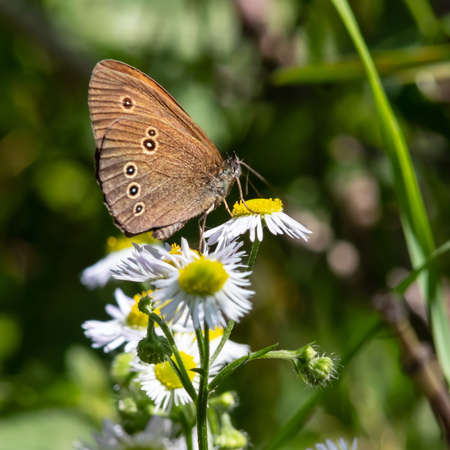butterfly on a background of green grass in the summer day sunlight